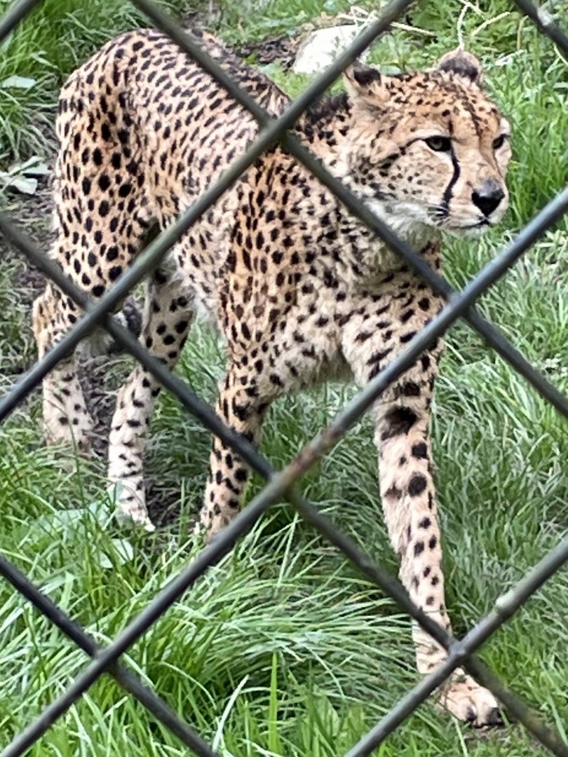 Male Cheetah