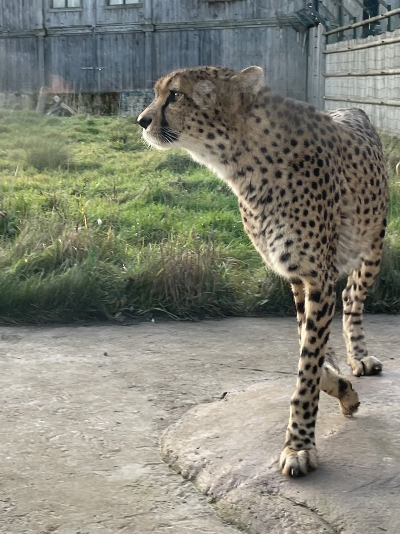 Male Cheetah
