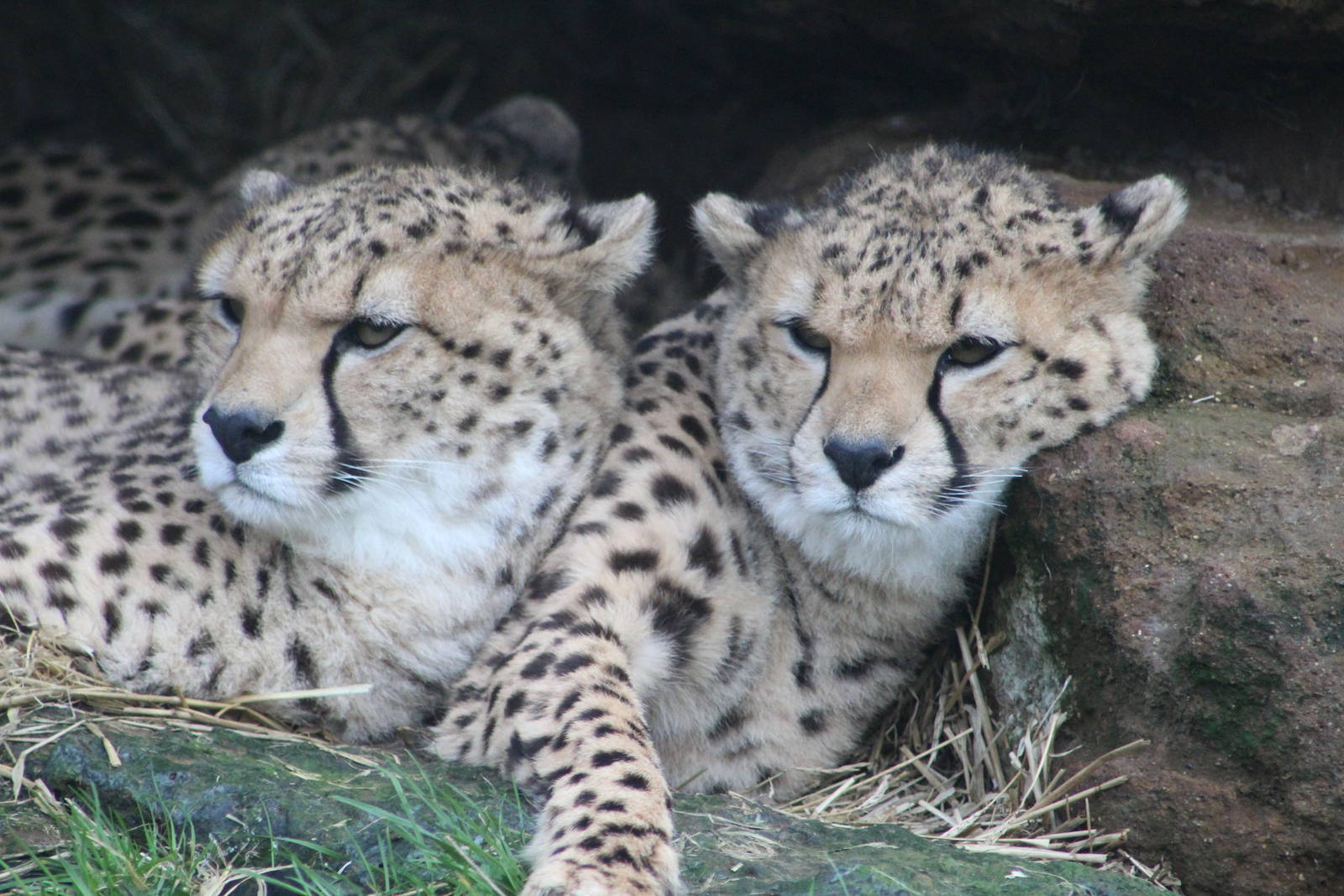 male cheetahs A.j.soemmerringii Whipsnade 30 december 2015