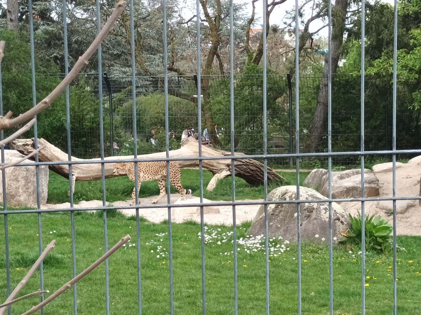Male Cheetahs Enclosure