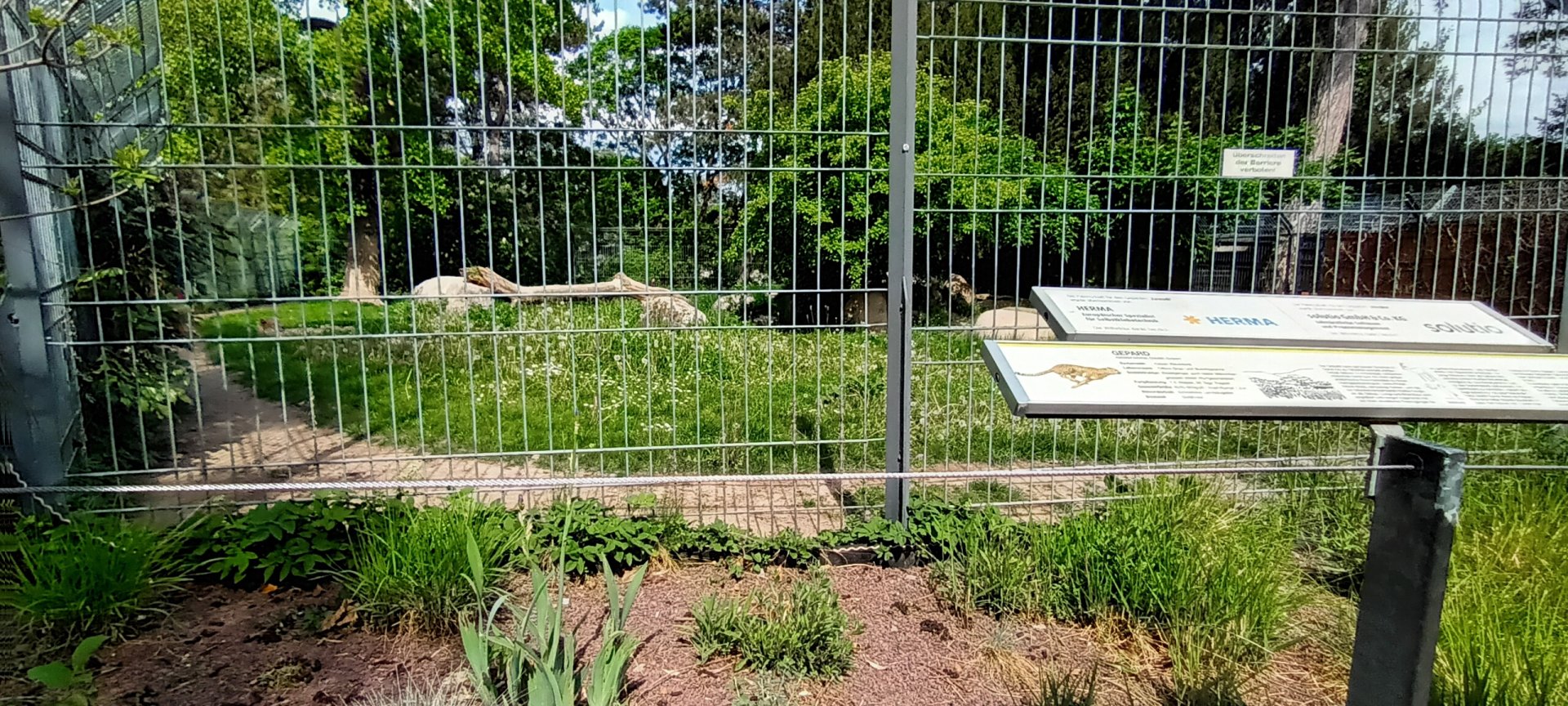 Male Cheetahs Enclosure