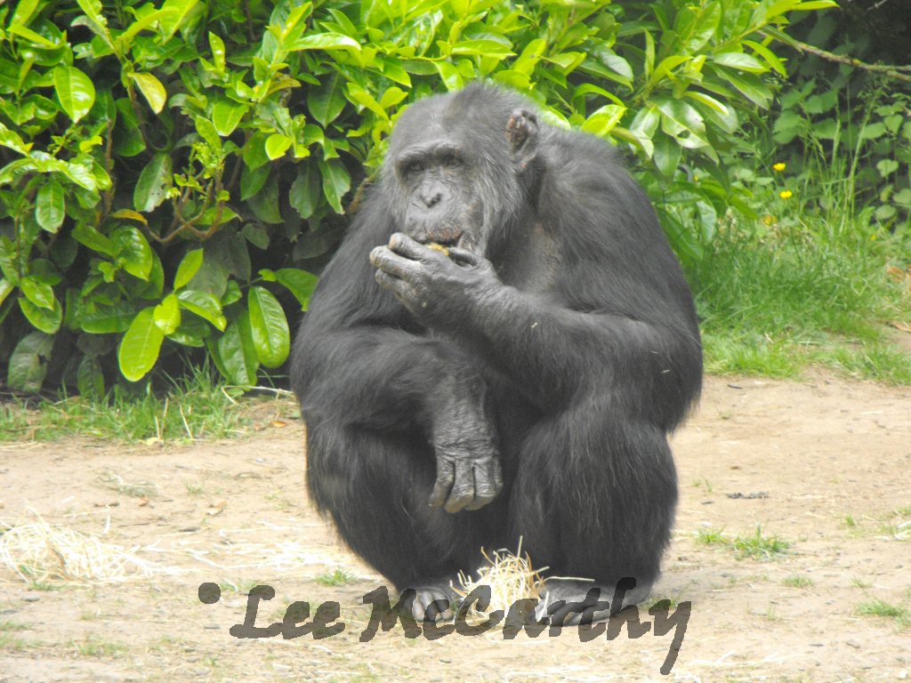 Male Chimp 6th June 2010