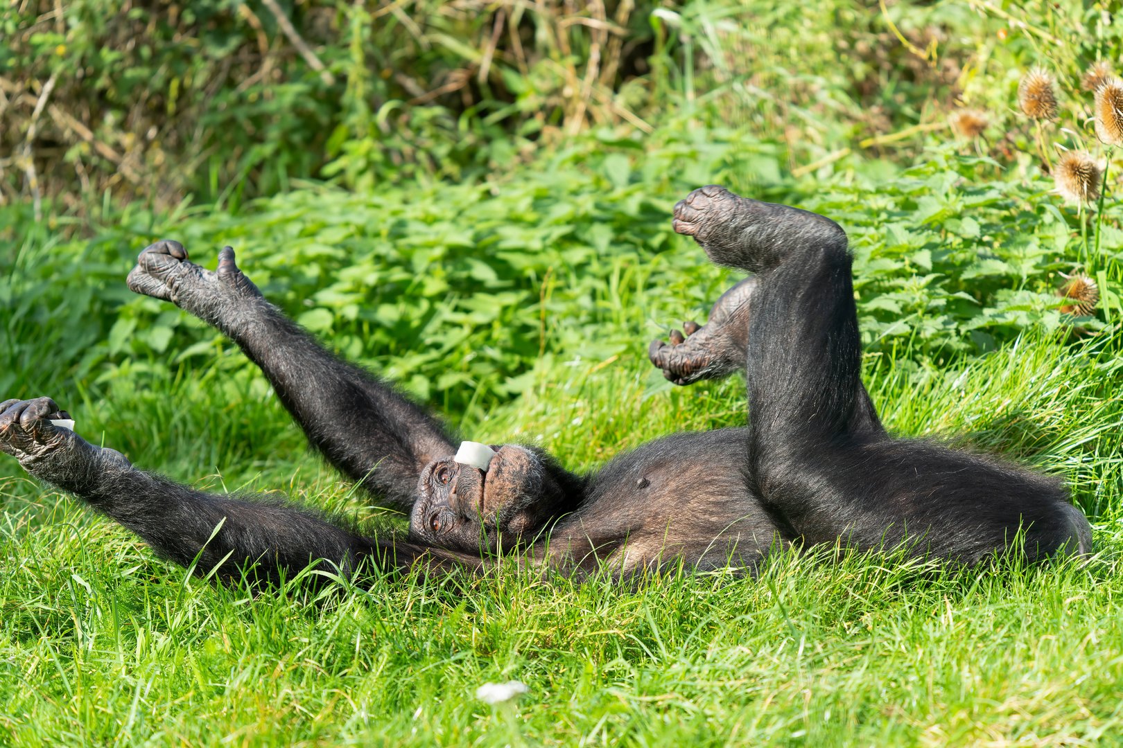 Male chimp (Phil), ZSL Whipsnade