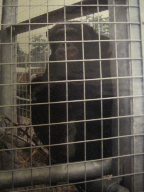 Male Chimp Sinbad in June 1985.