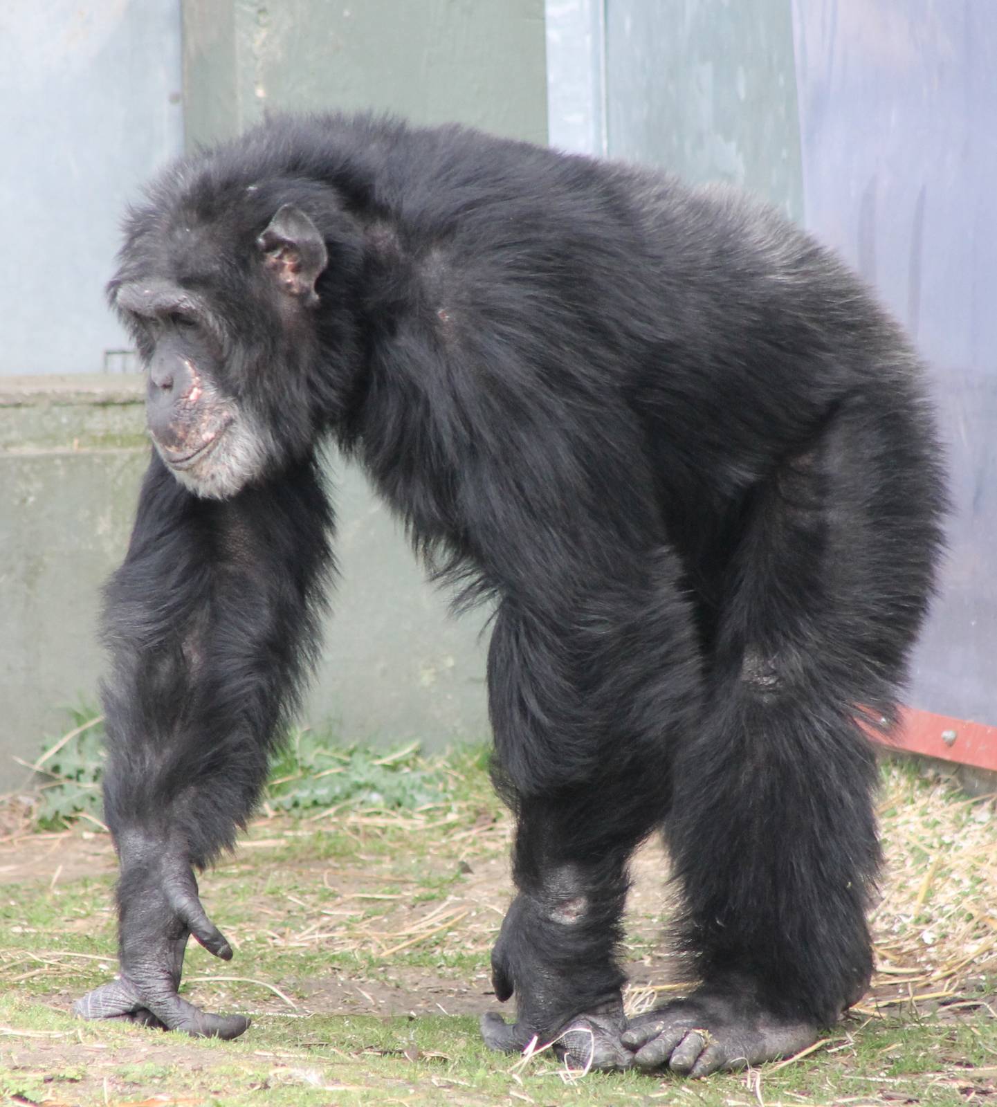 Male Chimp