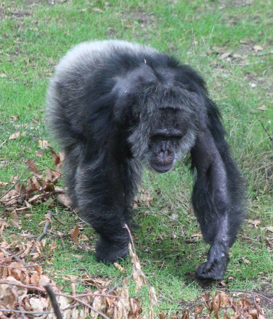 Male Chimp