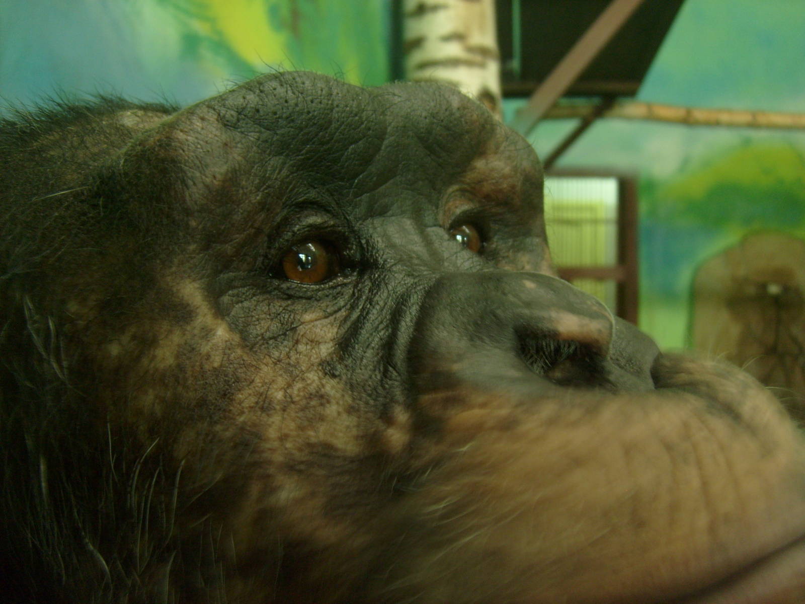 Male chimpanzee closeup
