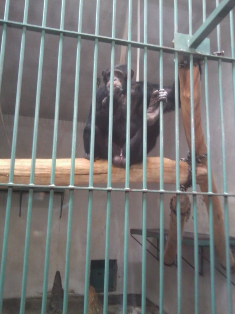 Male chimpanzee (Western?)