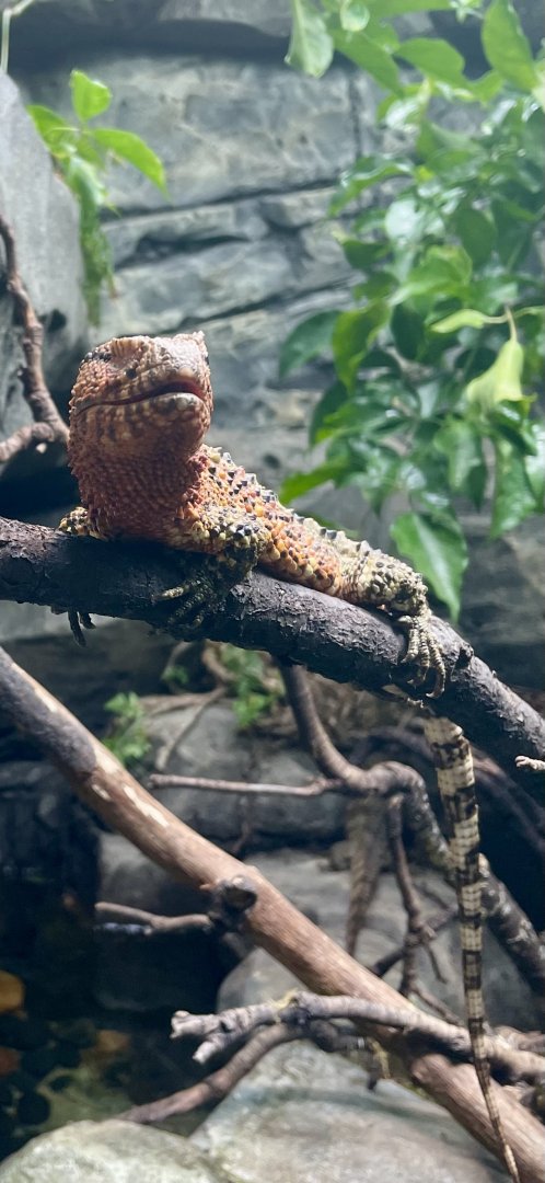 Male Chinese Crocodile Lizard, Shinisaurus crocodilurus