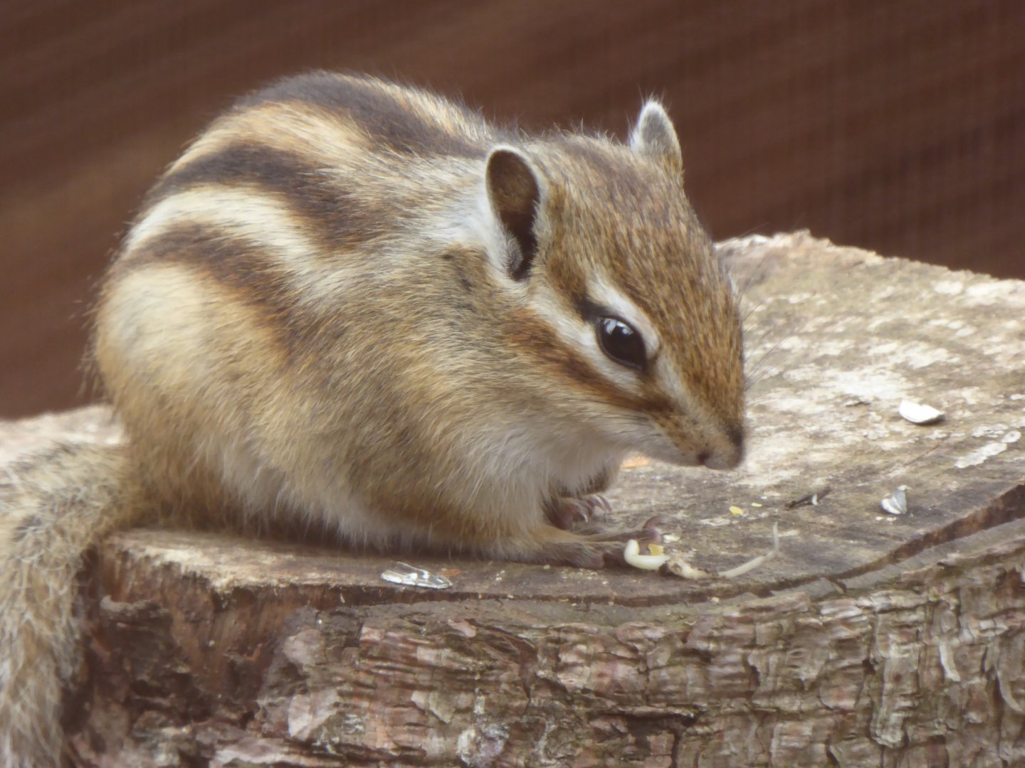 Male Chipmunk, 21st June 2017