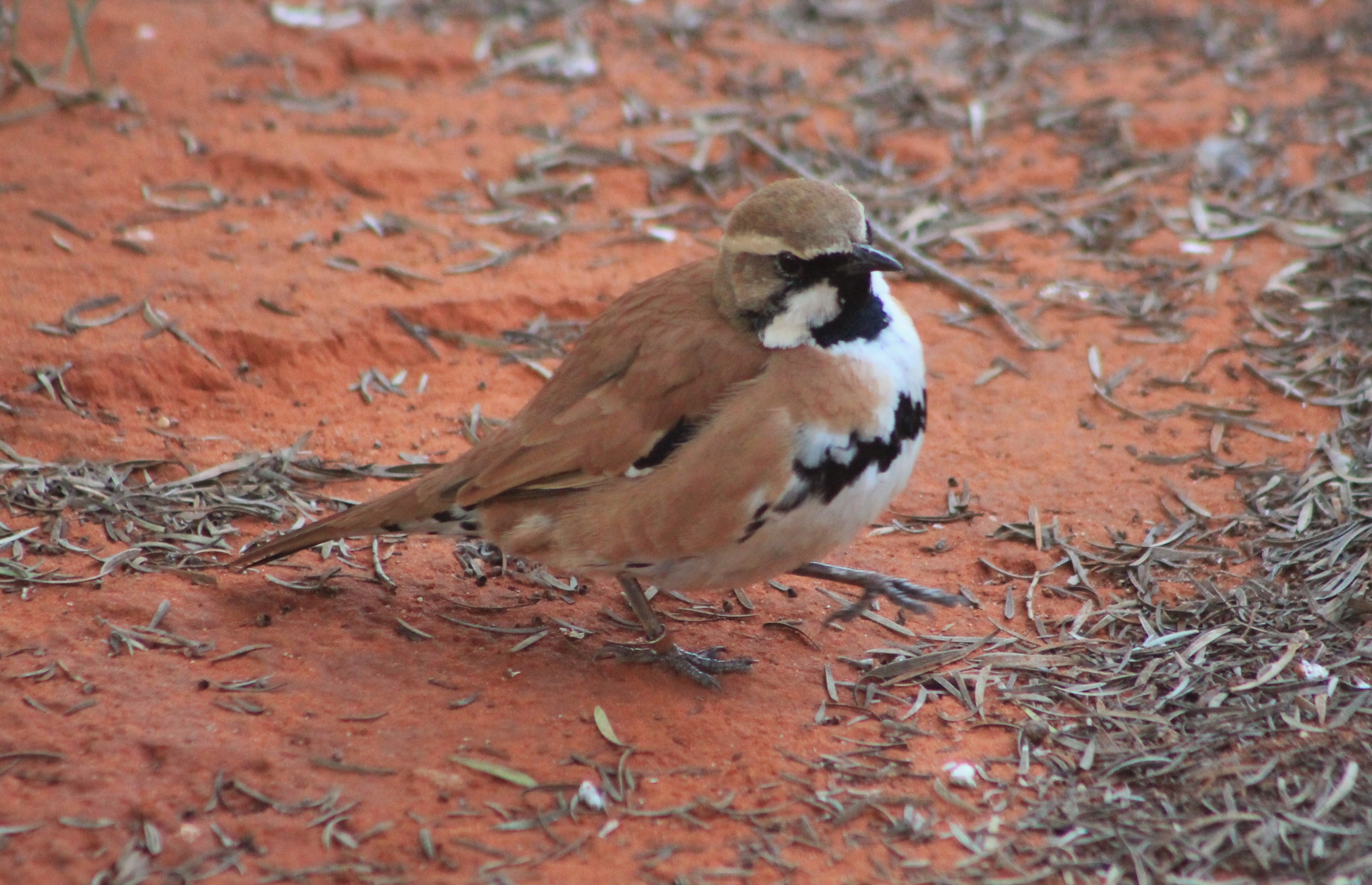 male Cinnamon Quail-thrush (Cinclosoma cinnamomeum)
