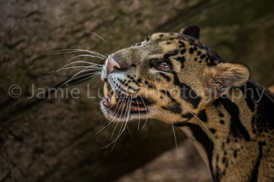 Male Clouded Leopard