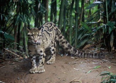 male clouded leopard