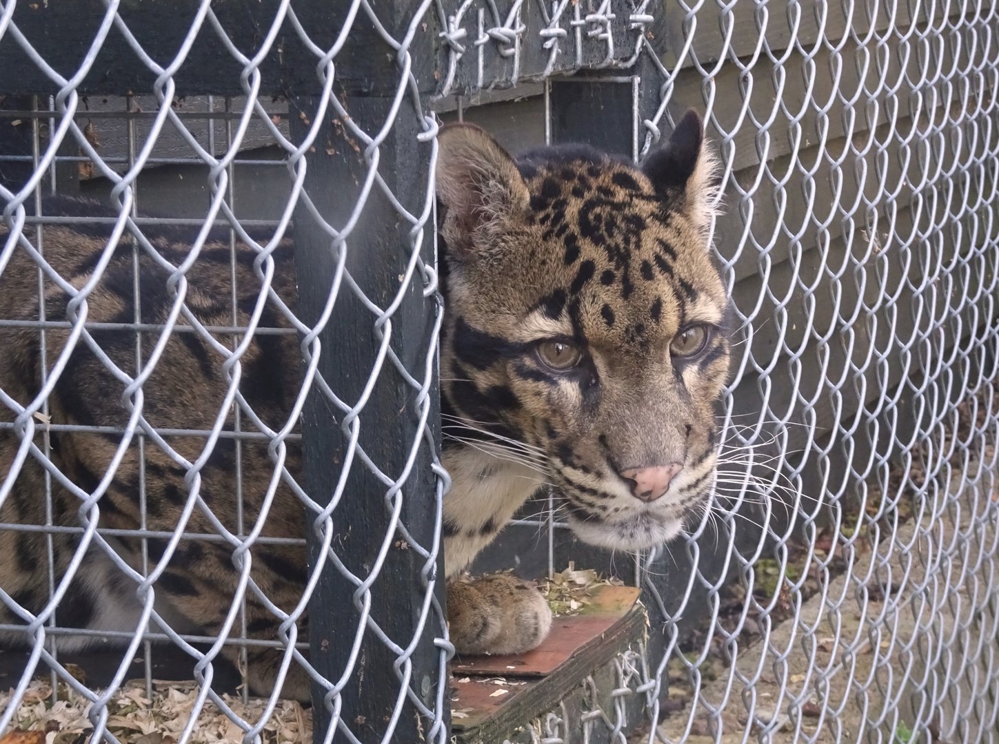 Male Clouded Leopard