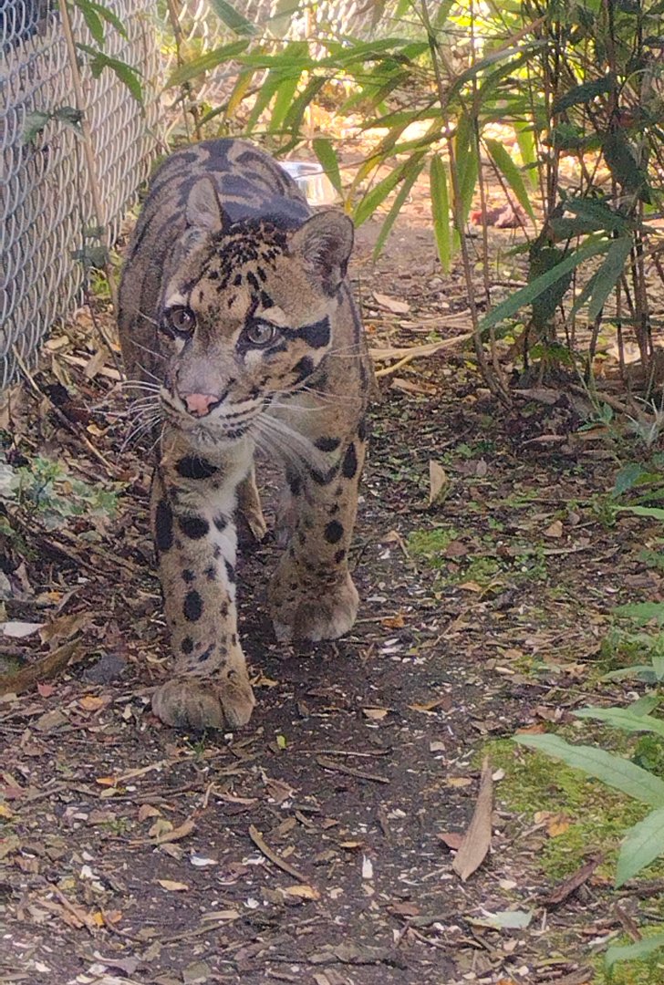 Male Clouded Leopard