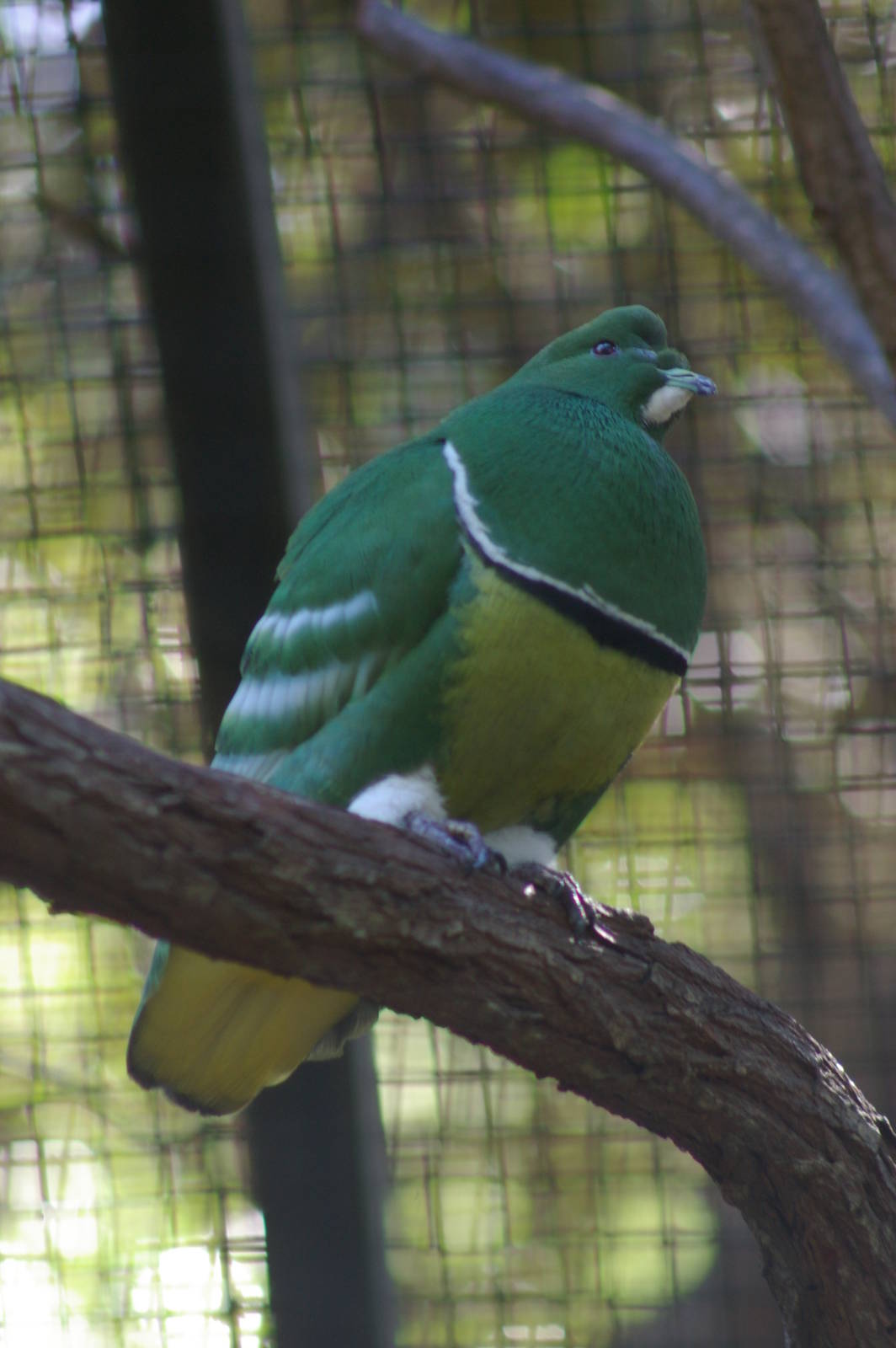 male cloven-feathered dove (Drepanoptila holosericea)