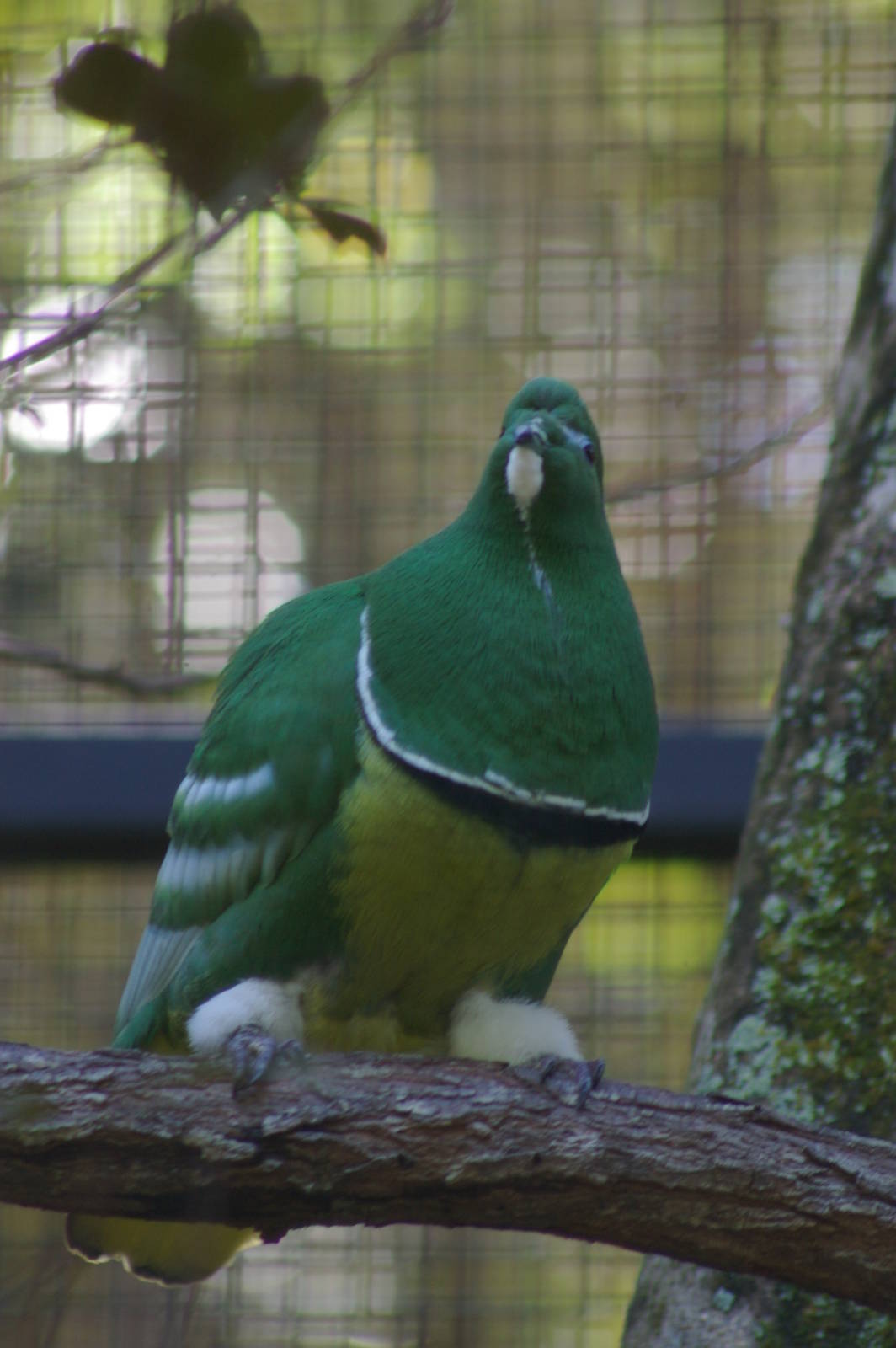 male cloven-feathered dove (Drepanoptila holosericea)