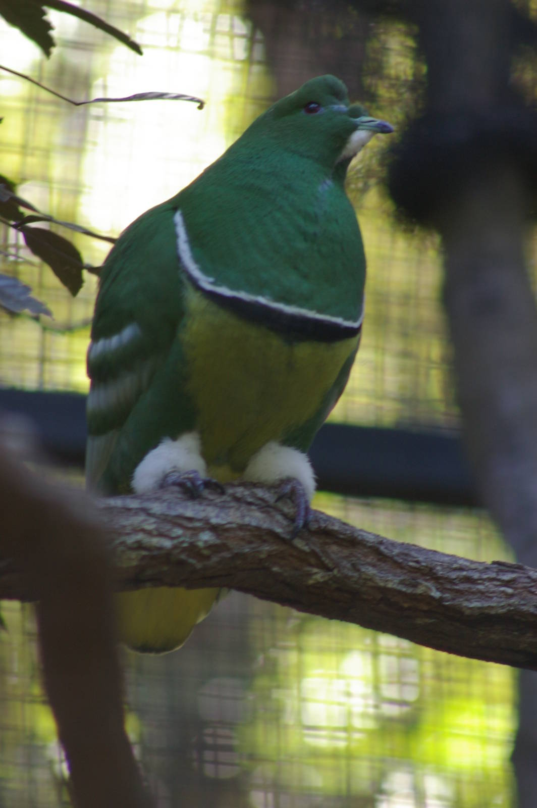 male cloven-feathered dove (Drepanoptila holosericea)