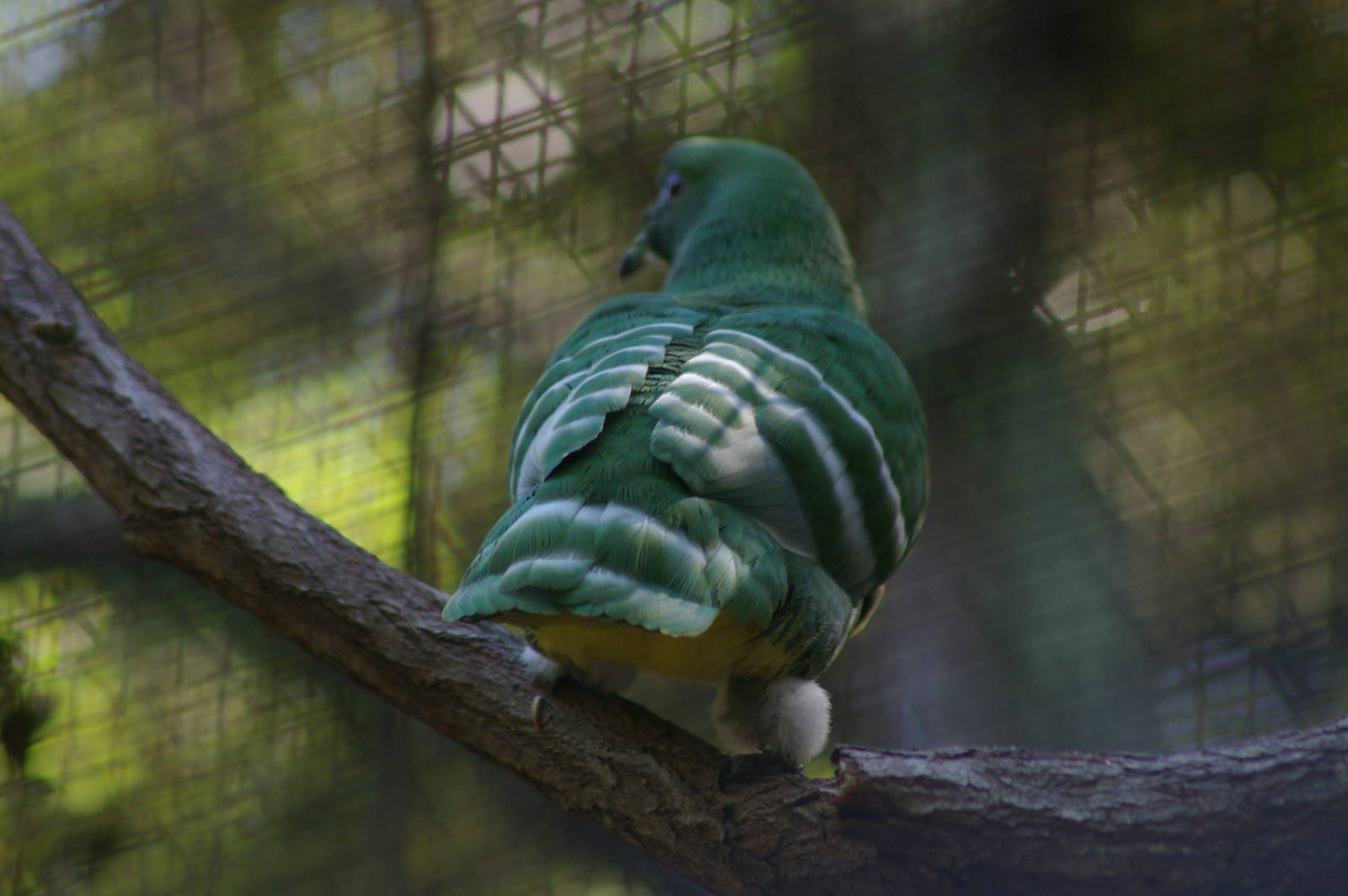 male cloven-feathered dove (Drepanoptila holosericea)
