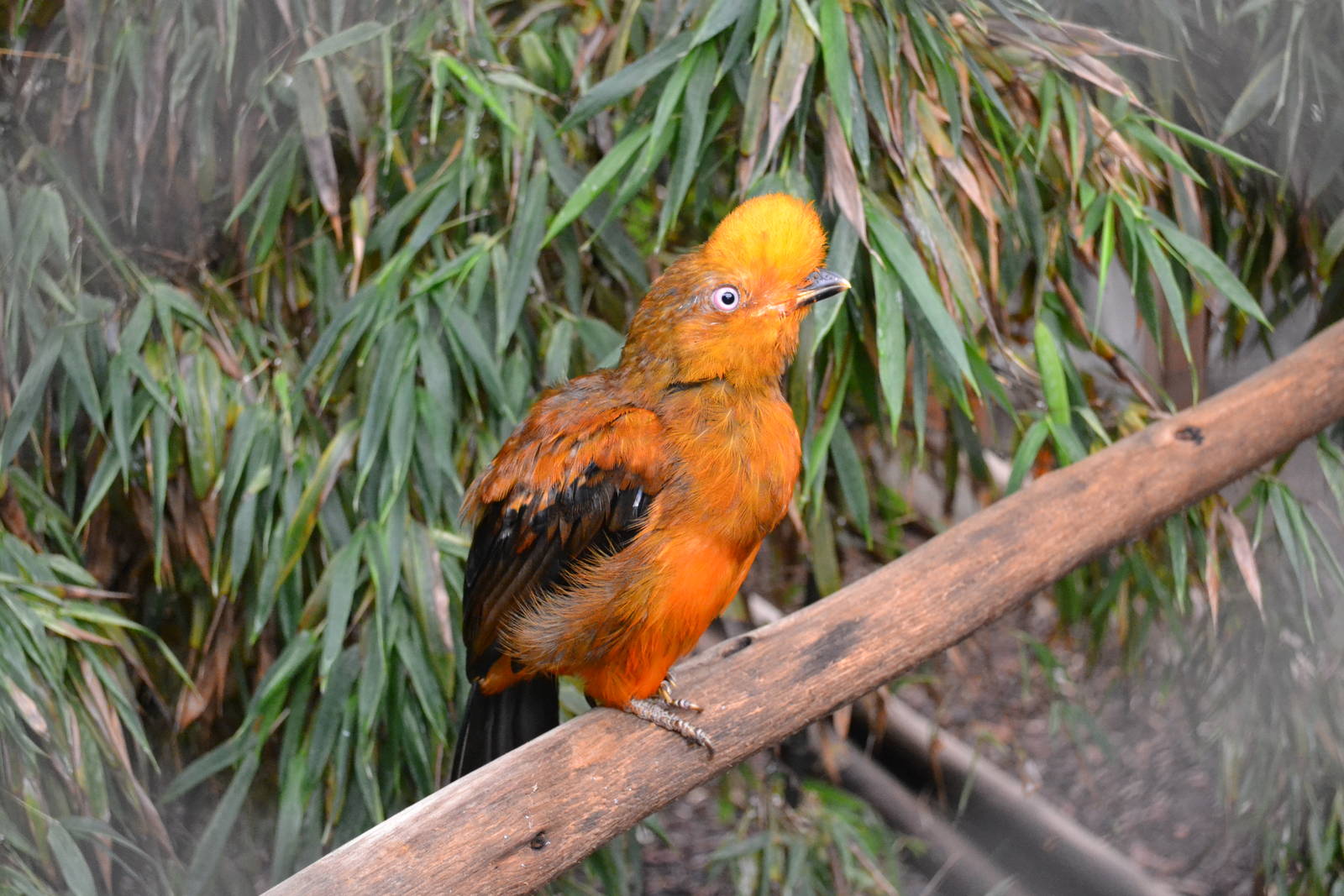 Male Cock of the Rock