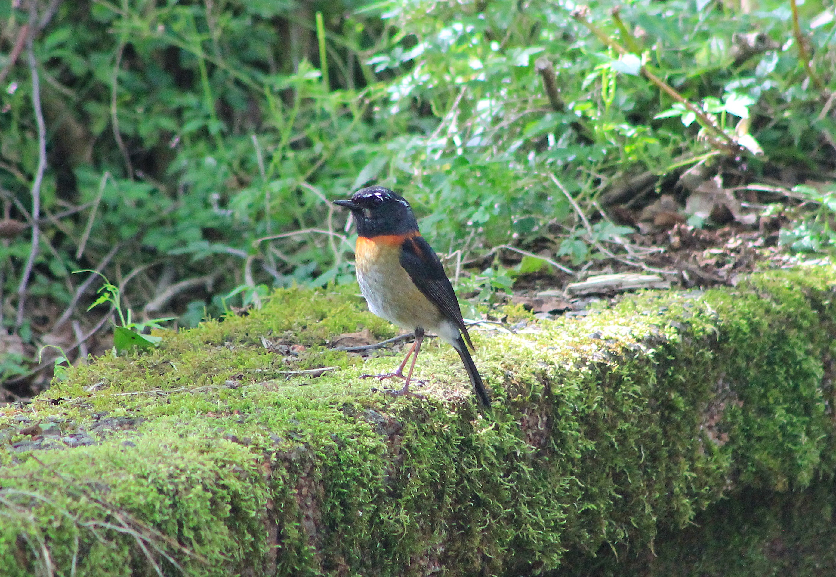 male Collared Bush-Robin (Tarsiger johnstoniae)