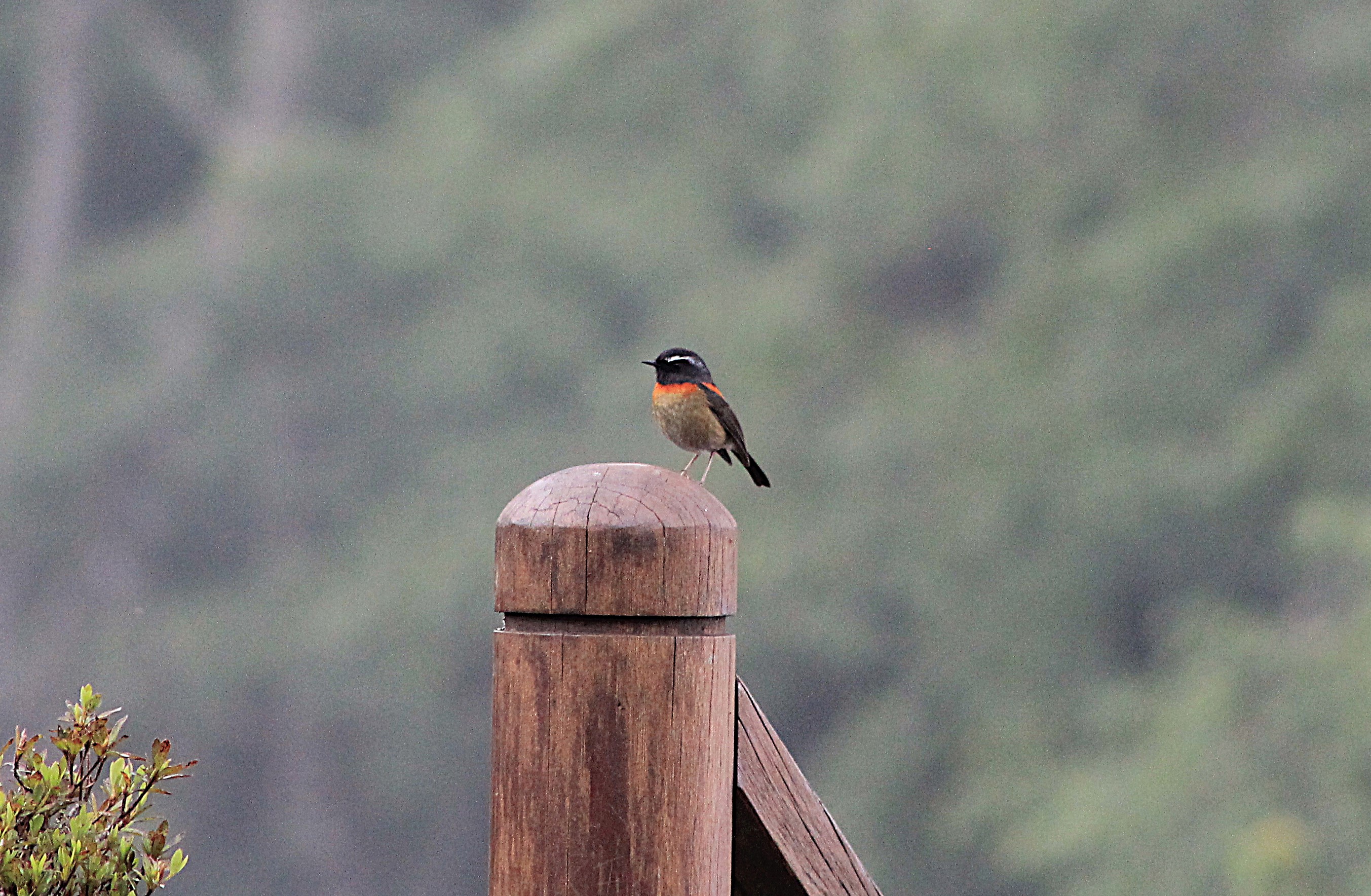male Collared Bush-Robin (Tarsiger johnstoniae)