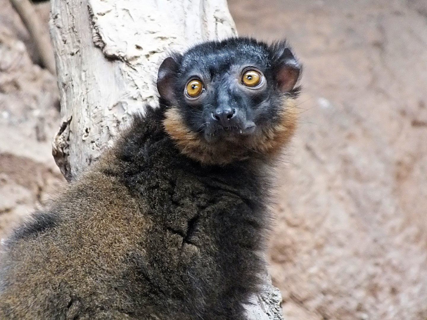 Male collared lemur