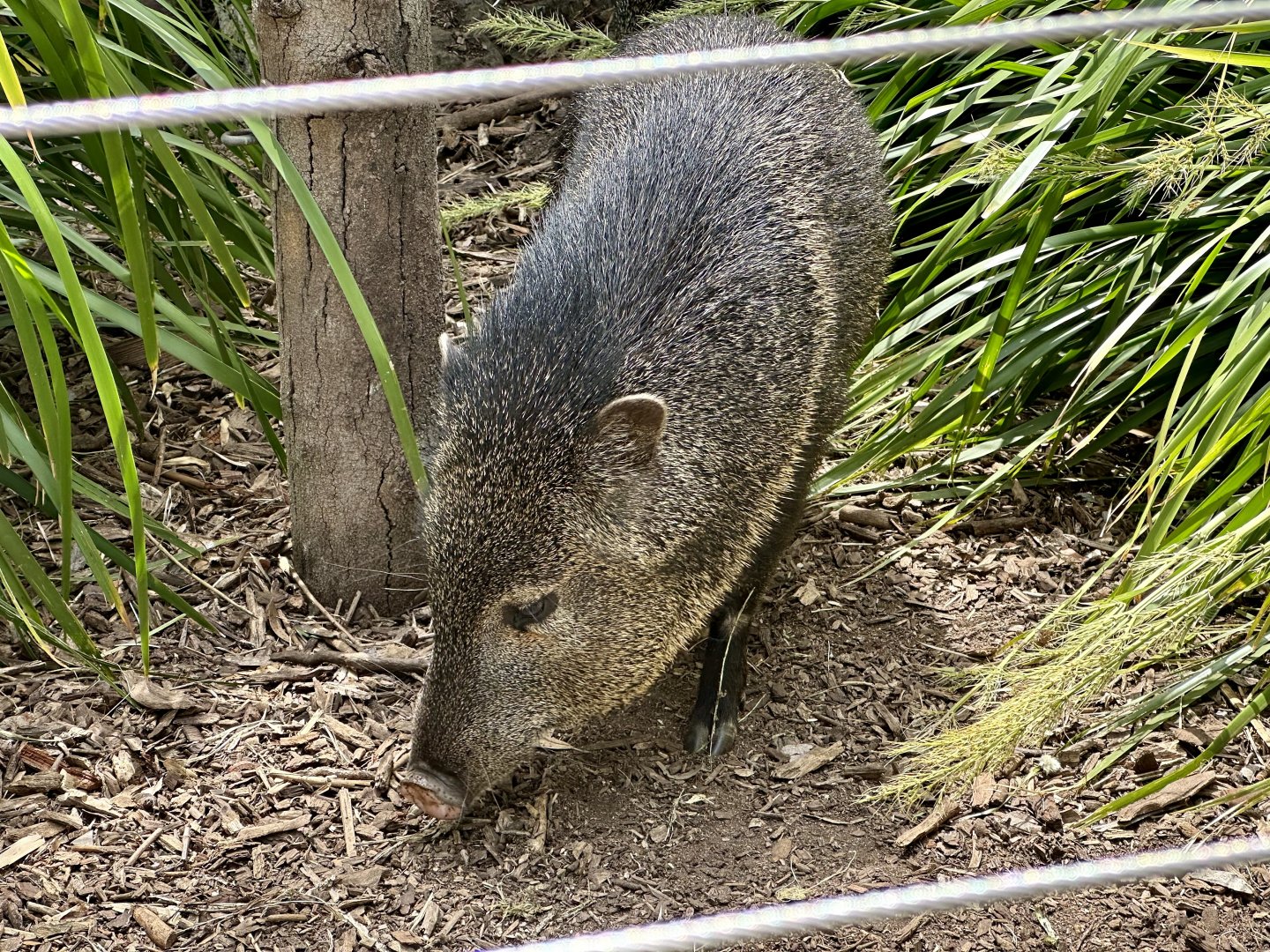 Male Collared peccary (Pecari tajacu)