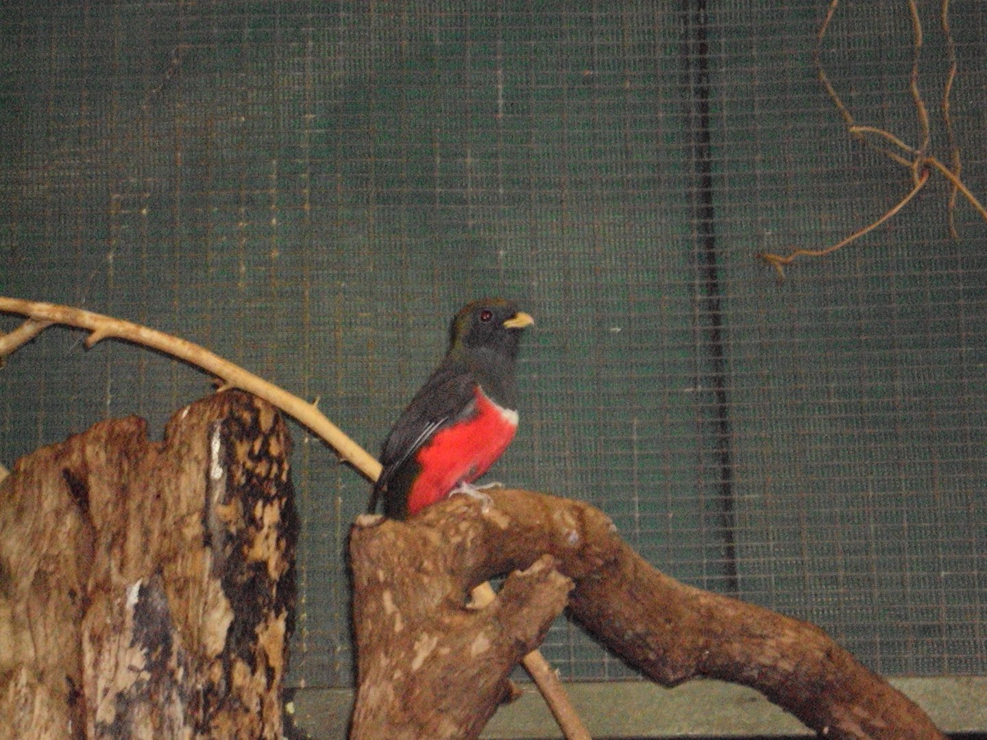 Male Collared Trogon 17/01/2019