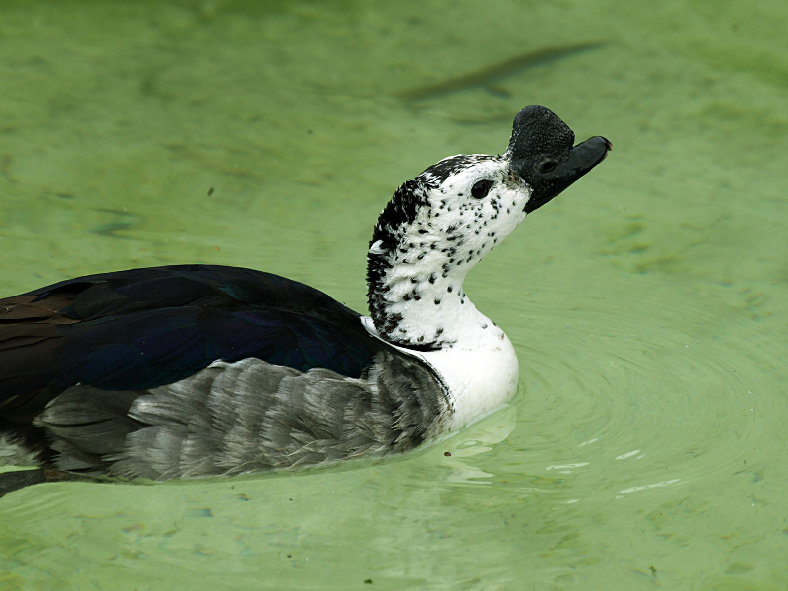 Male Comb duck