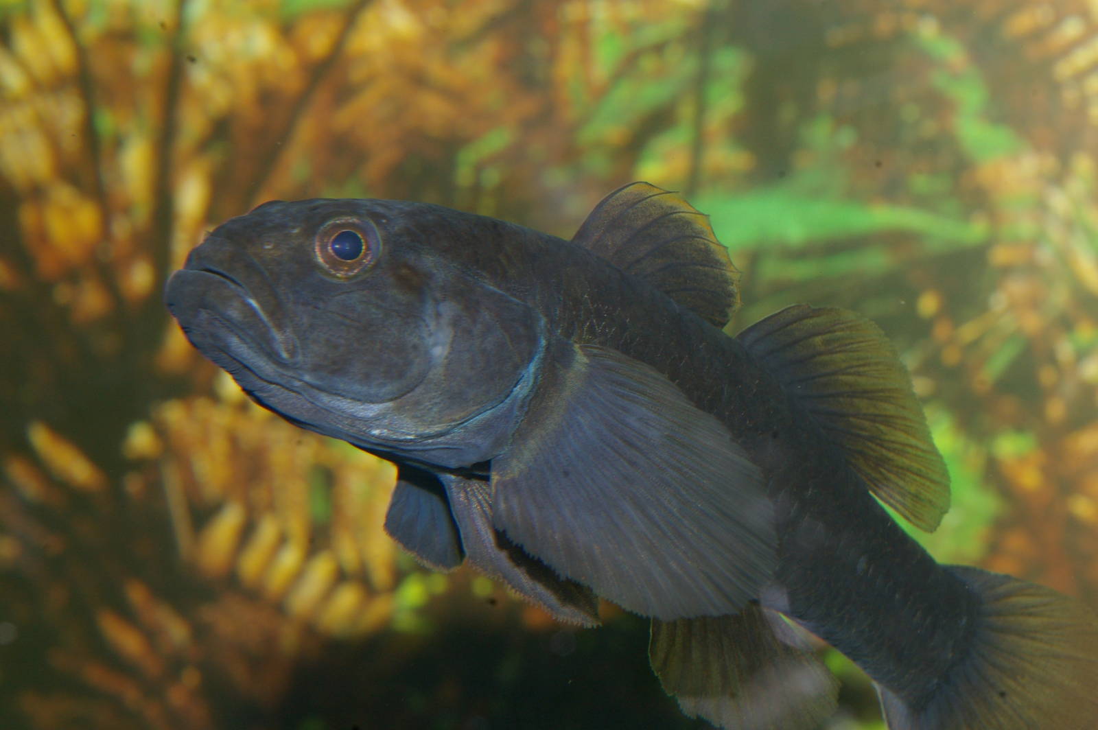 male common bully (Gobiomorphus cotidianus) in breeding colours