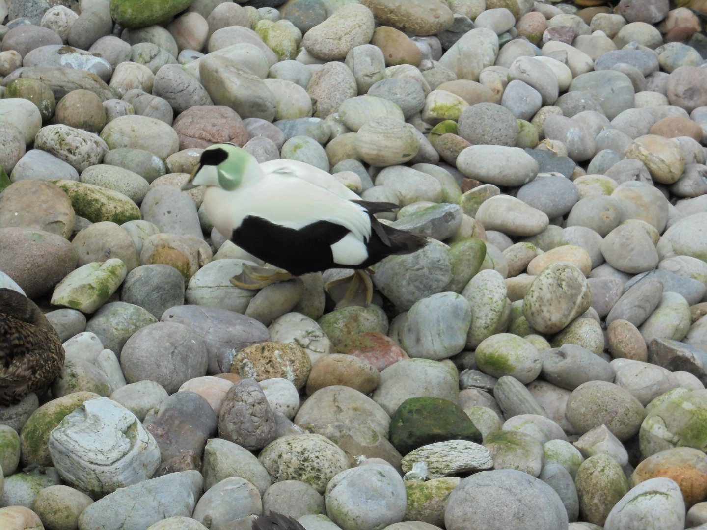 Male Common eider in Penguin coasts