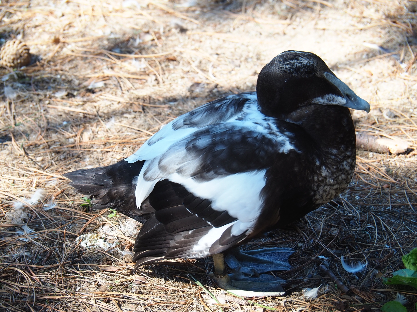 Male common eider (Somateria mollisima mollisima) in eclipse plumage (Sep 2nd, 2018)