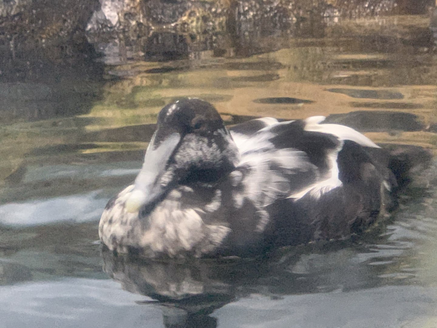 Male Common Eider (Somateria mollissima)