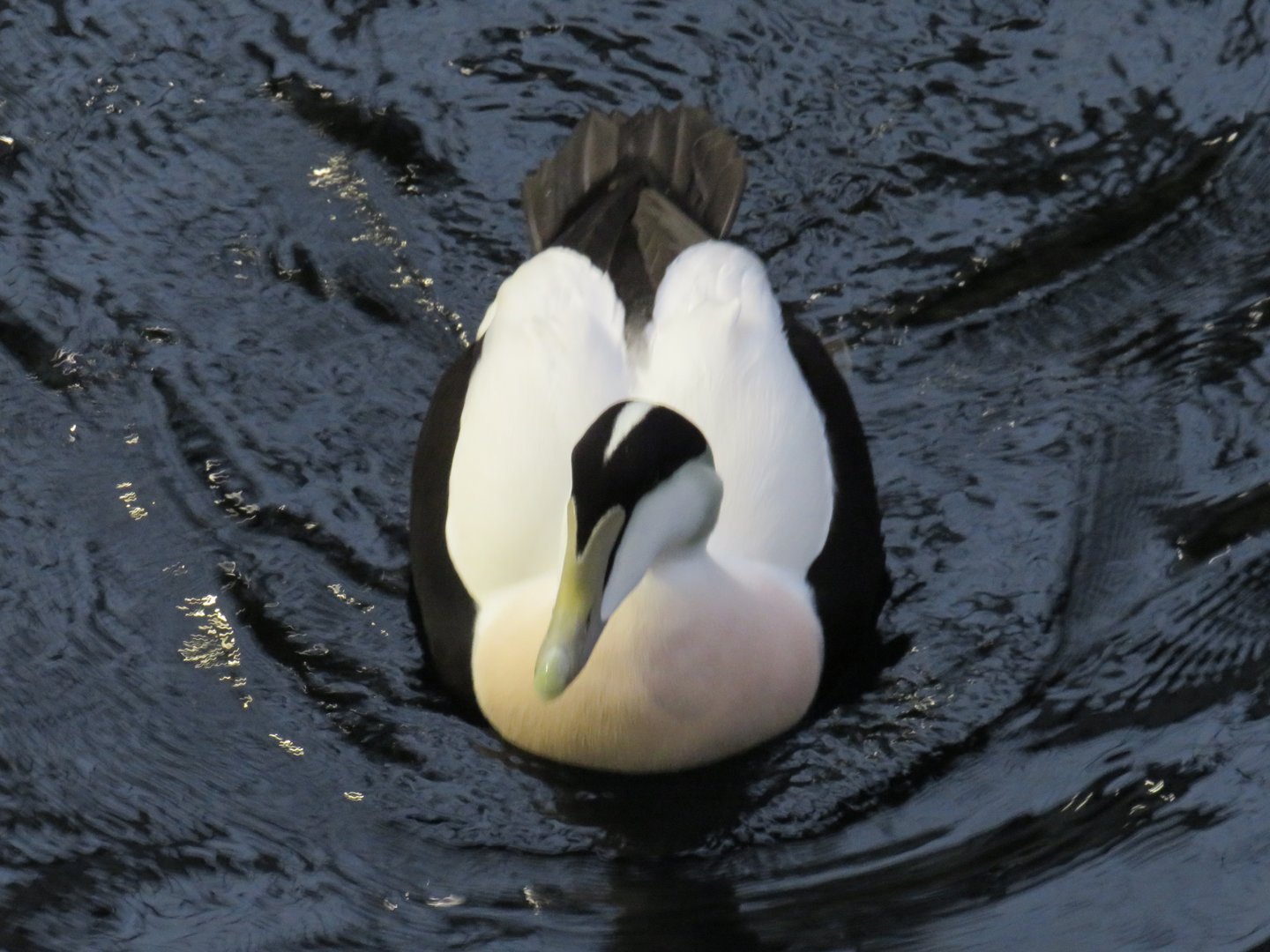 Male common eider