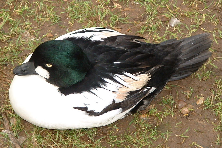Male Common Goldeneye - Twycross 2006