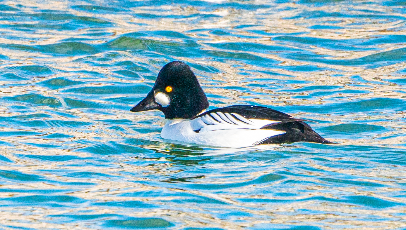 Male Common Goldeneye