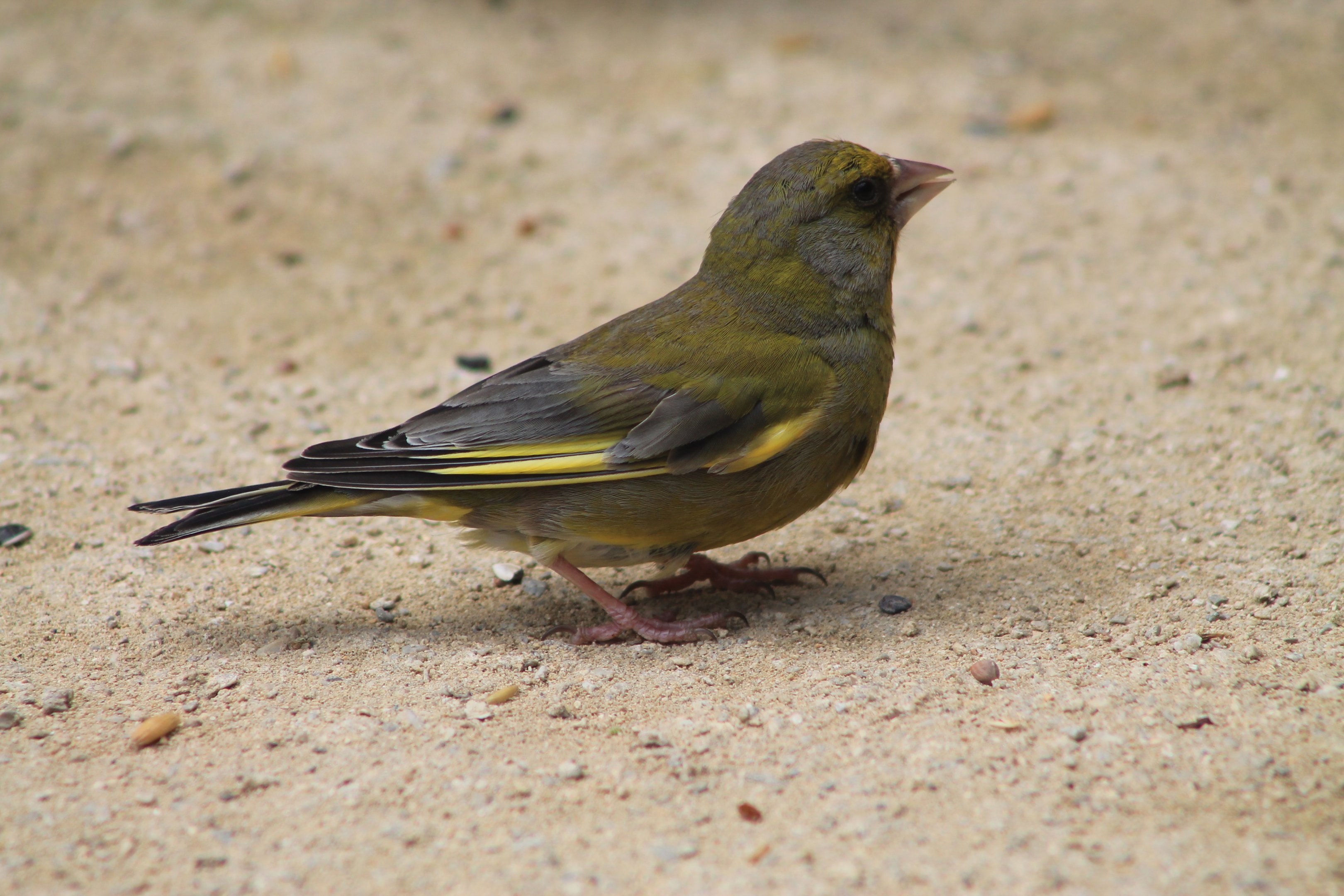 Male Common Greenfinch (Carduelis chloris)