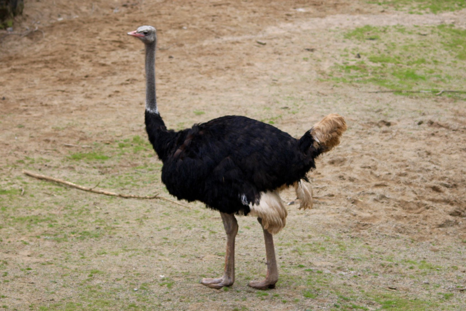 Male common ostrich (Struthio camelus) at Belfast Zoo - 04/09/2021