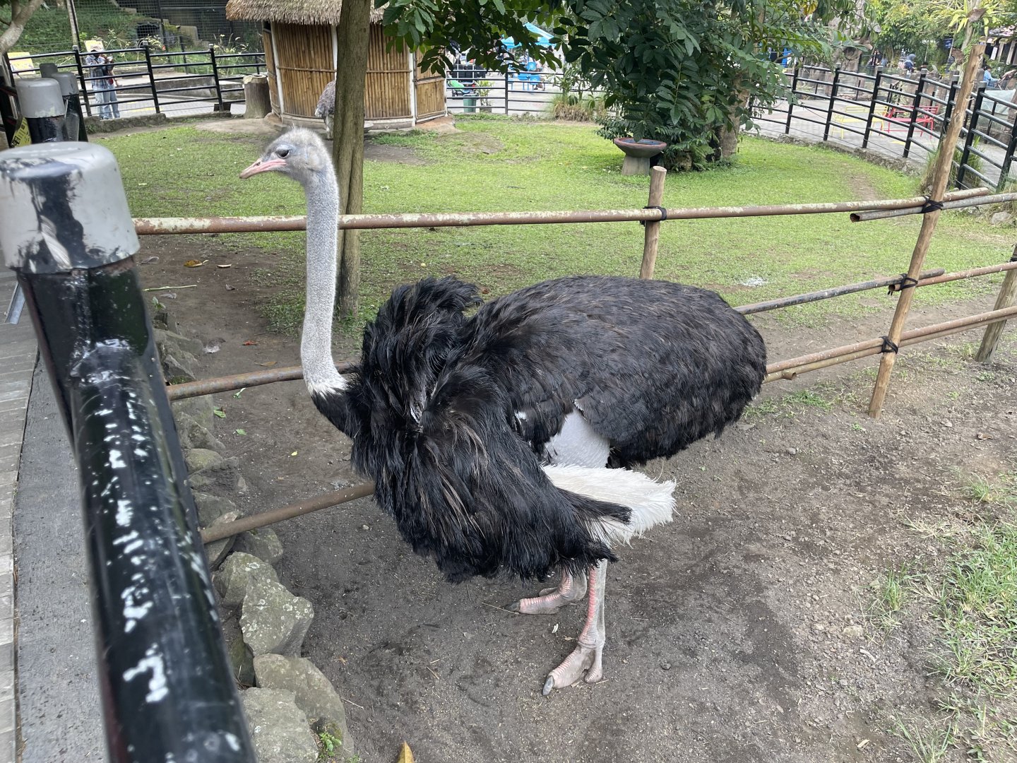 male common ostrich (struthio camelus)