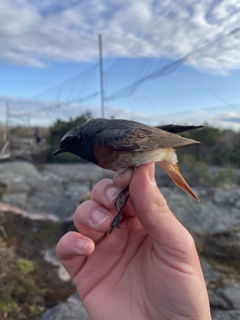 Male Common Redstart, Hanko Bird Observatory