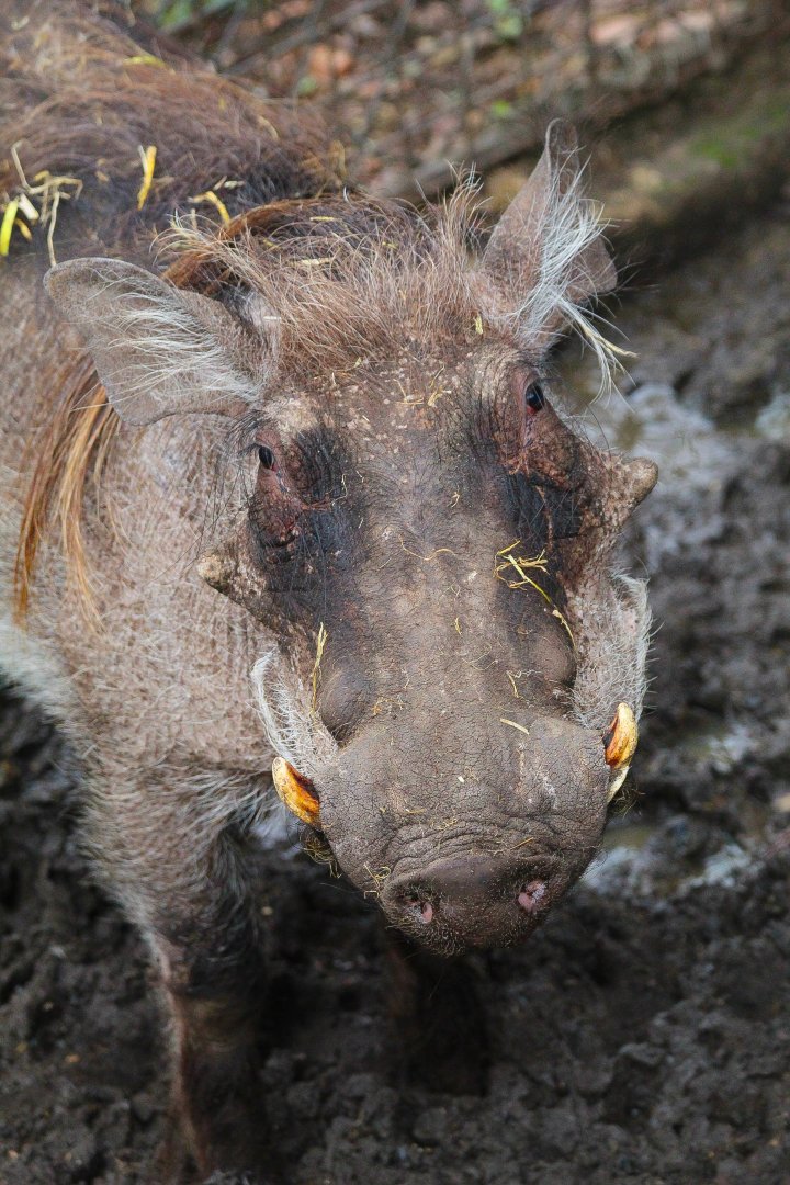 Male Common Warthog- 18th March 2024