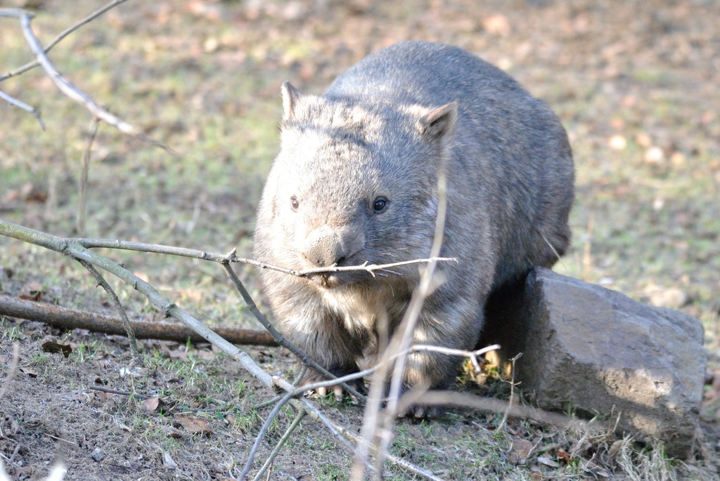 Male Common wombat Milton