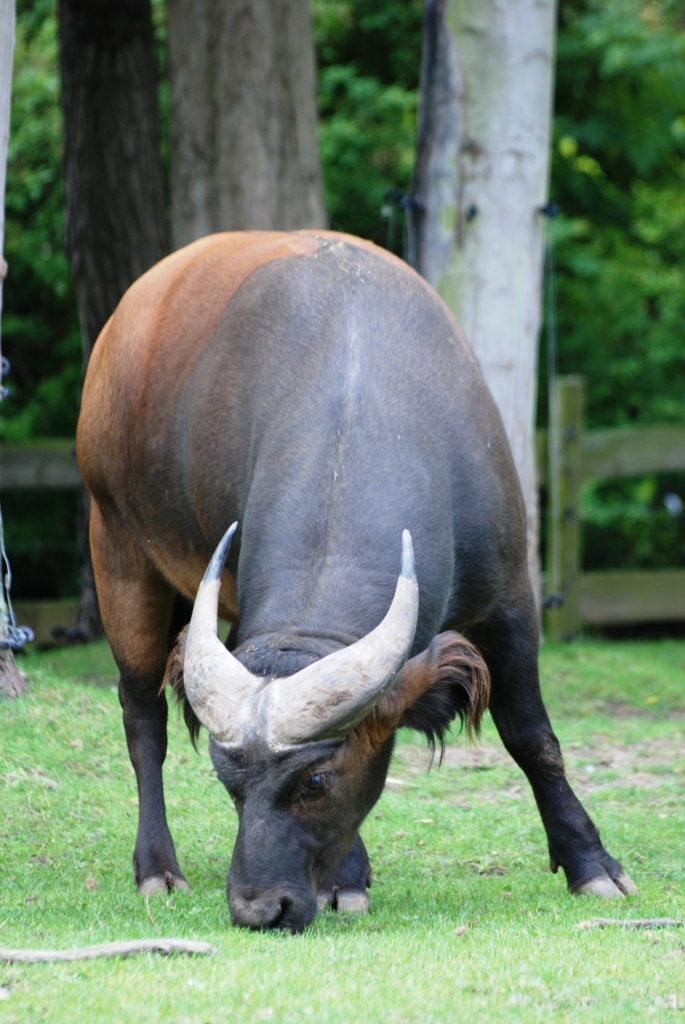 Male Congo Buffalo at Chester, 27/07/14