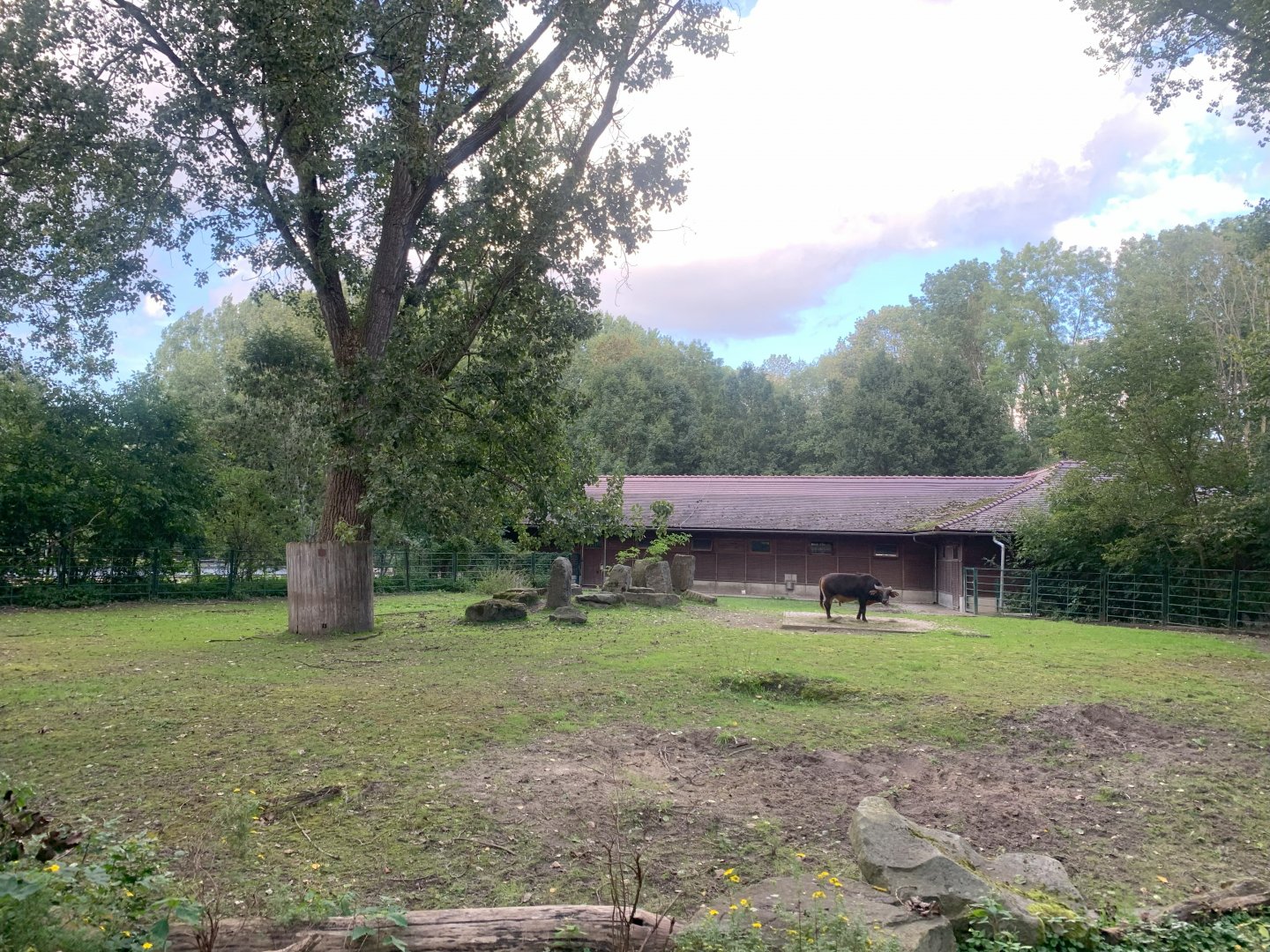 Male Congo Buffalo enclosure