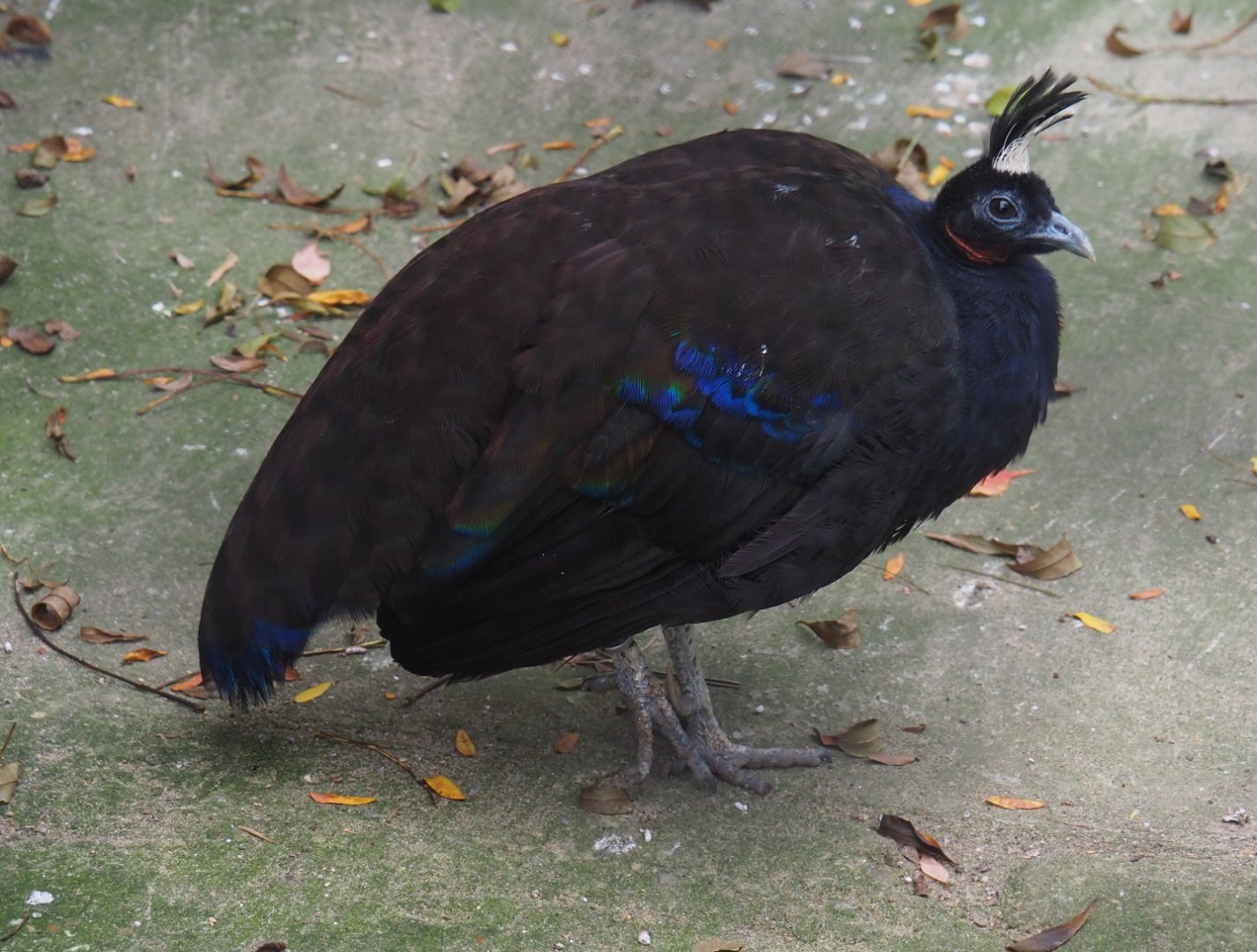 Male Congo peafowl (Afropavo congensis), 2020-10-19