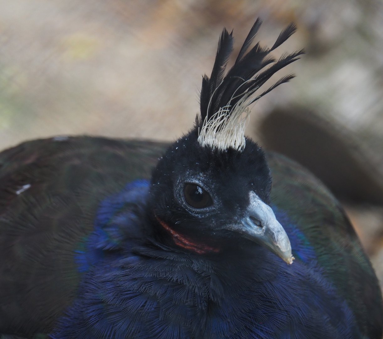 Male Congo peafowl (Afropavo congensis), 2020-10-19