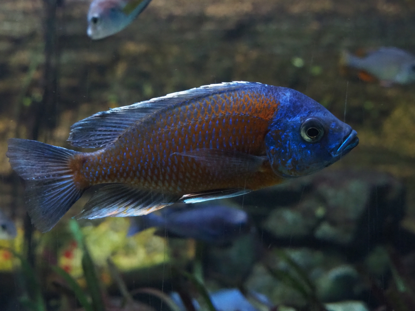 Male Copadichromis borleyi (Feb 27th, 2019)