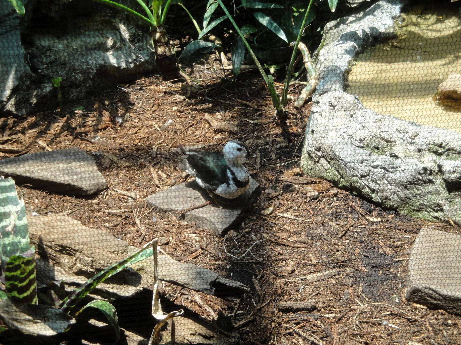 Male Cotton Pygmy Goose