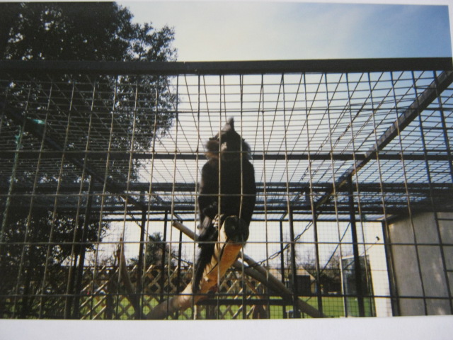Male Crested Mangabey. 12/3/90.